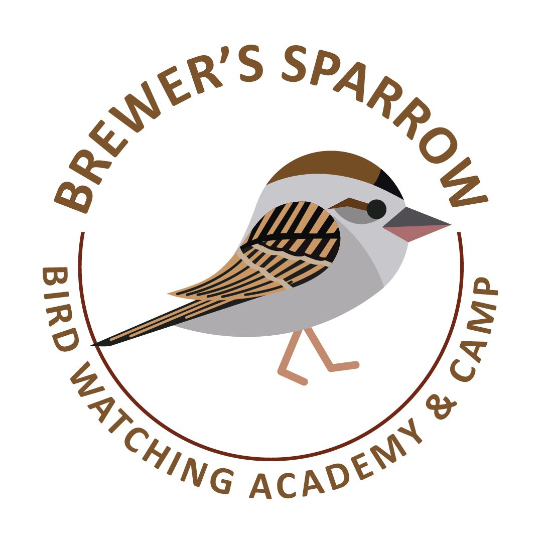 Brewer’s Sparrow