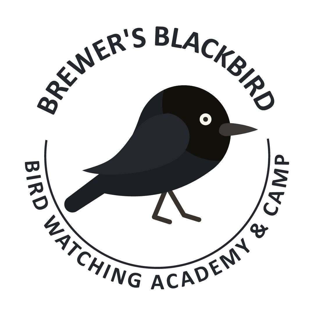 Brewer’s Blackbird