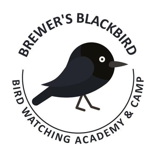 Brewer’s Blackbird