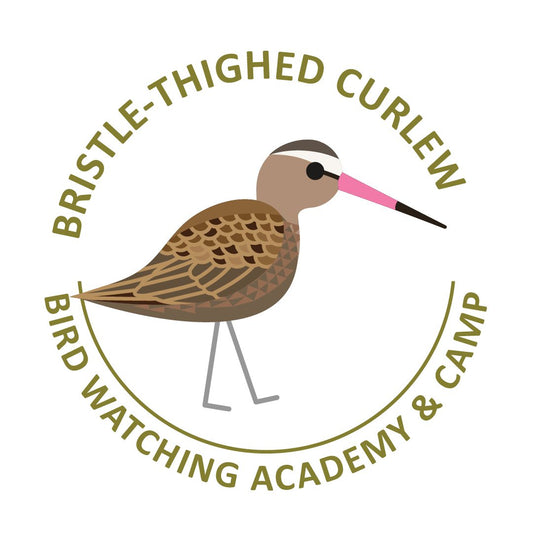 Bristle-thighed Curlew