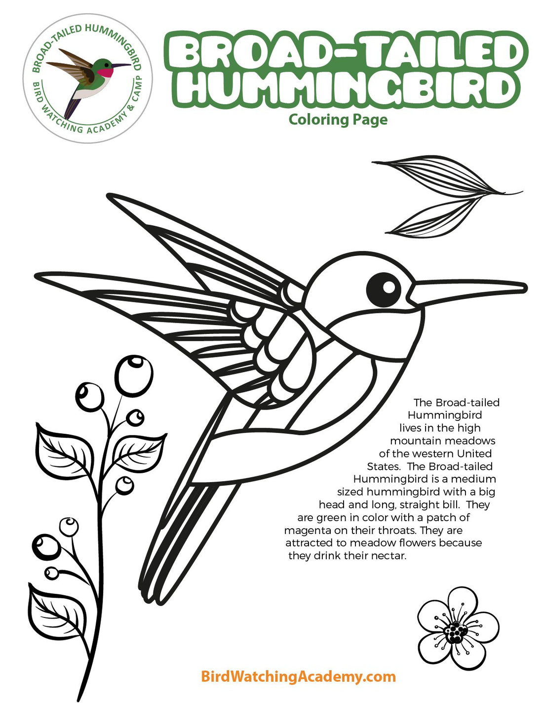 Broad-tailed Hummingbird Coloring Page