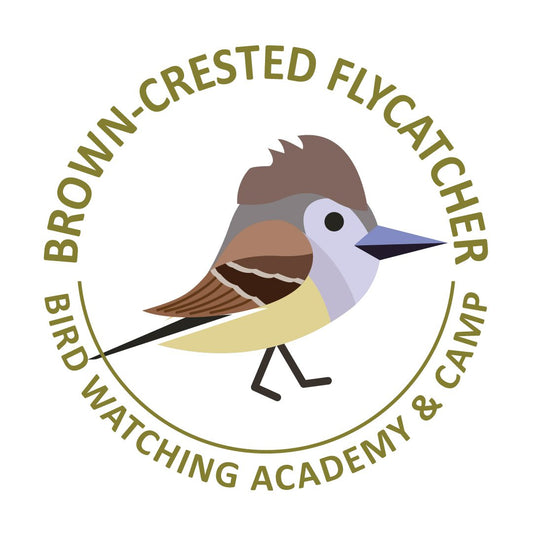 Brown-crested Flycatcher