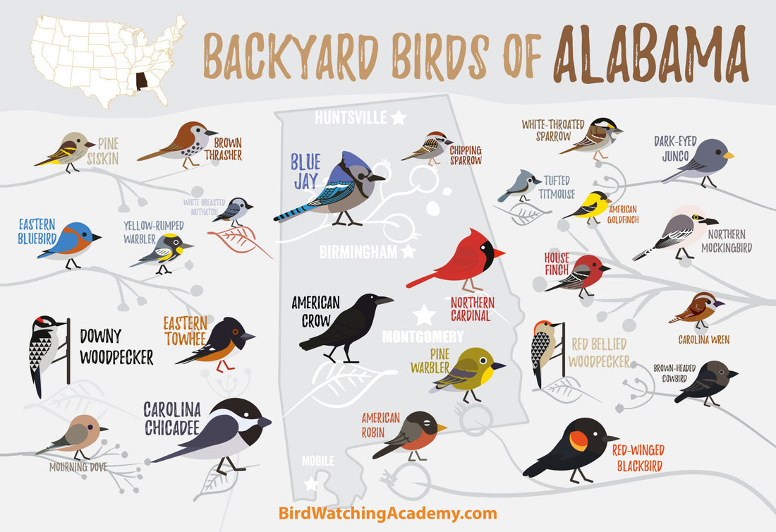 Backyard Birds of Alabama