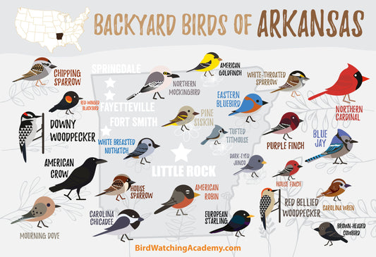 Backyard Birds of Arkansas