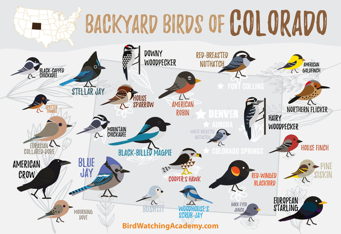 Backyard Birds of Colorado