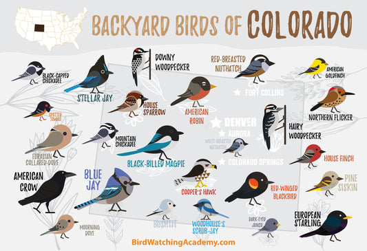 Backyard Birds of Colorado