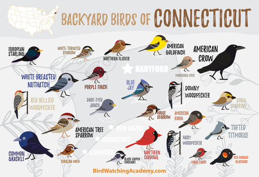 Backyard Birds of Connecticut