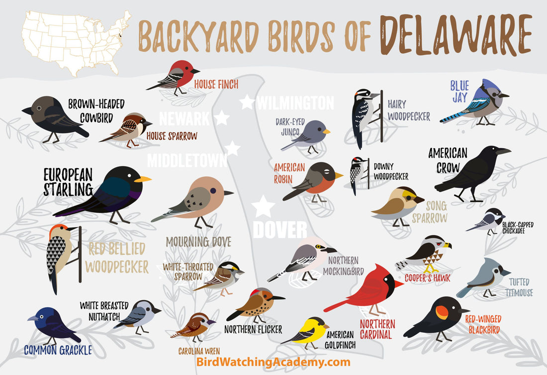 Backyard Birds of Delaware