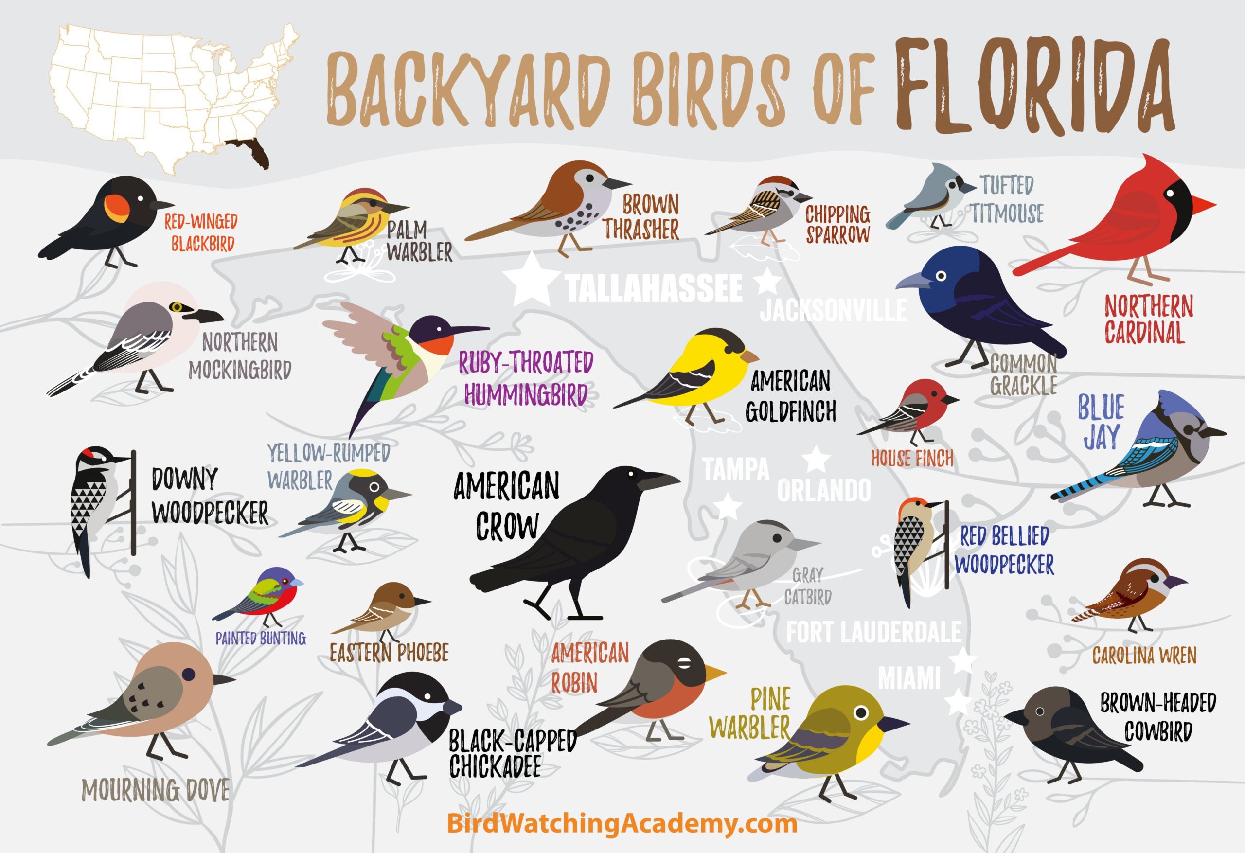 Backyard Birds of Florida – My Store