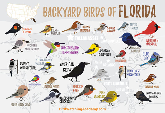 Backyard Birds of Florida