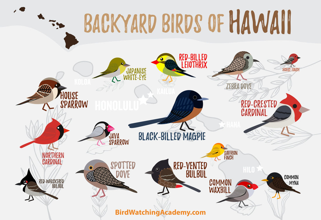 Backyard Birds of Hawaii