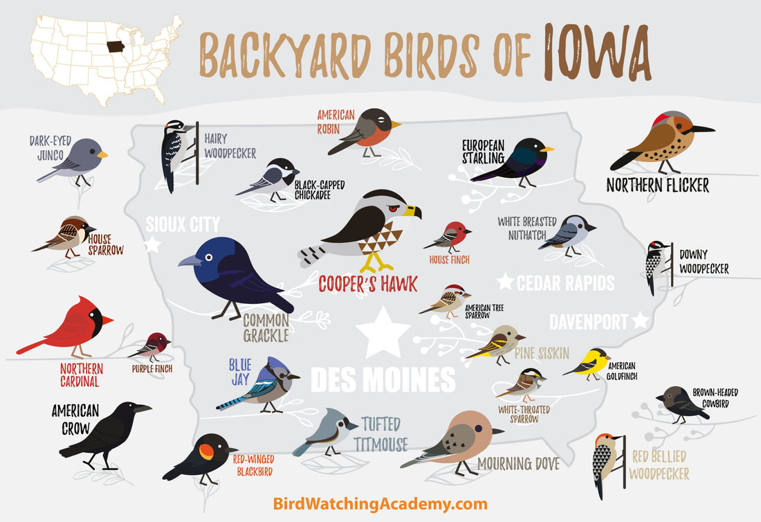 Backyard Birds of Iowa