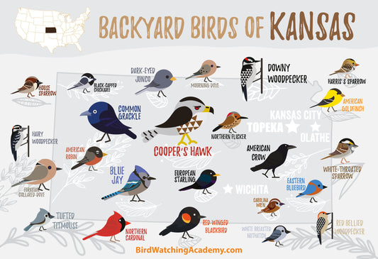 Backyard Birds of Kansas