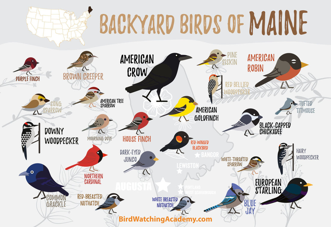 Backyard Birds of Maine