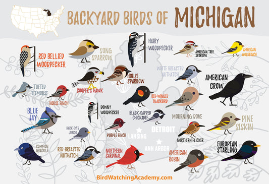 Backyard Birds of Michigan