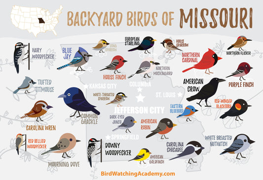Backyard Birds of Missouri