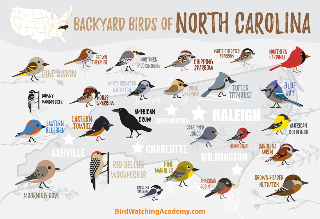 Backyard Birds of North Carolina