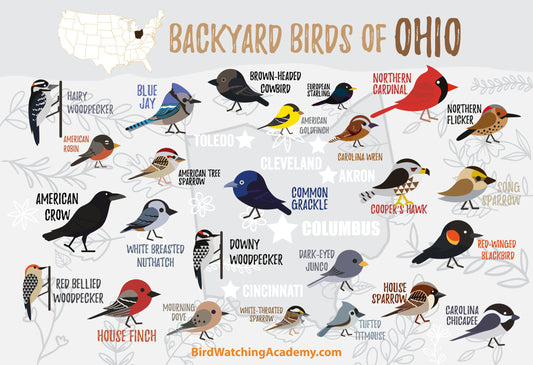 Backyard Birds of Ohio