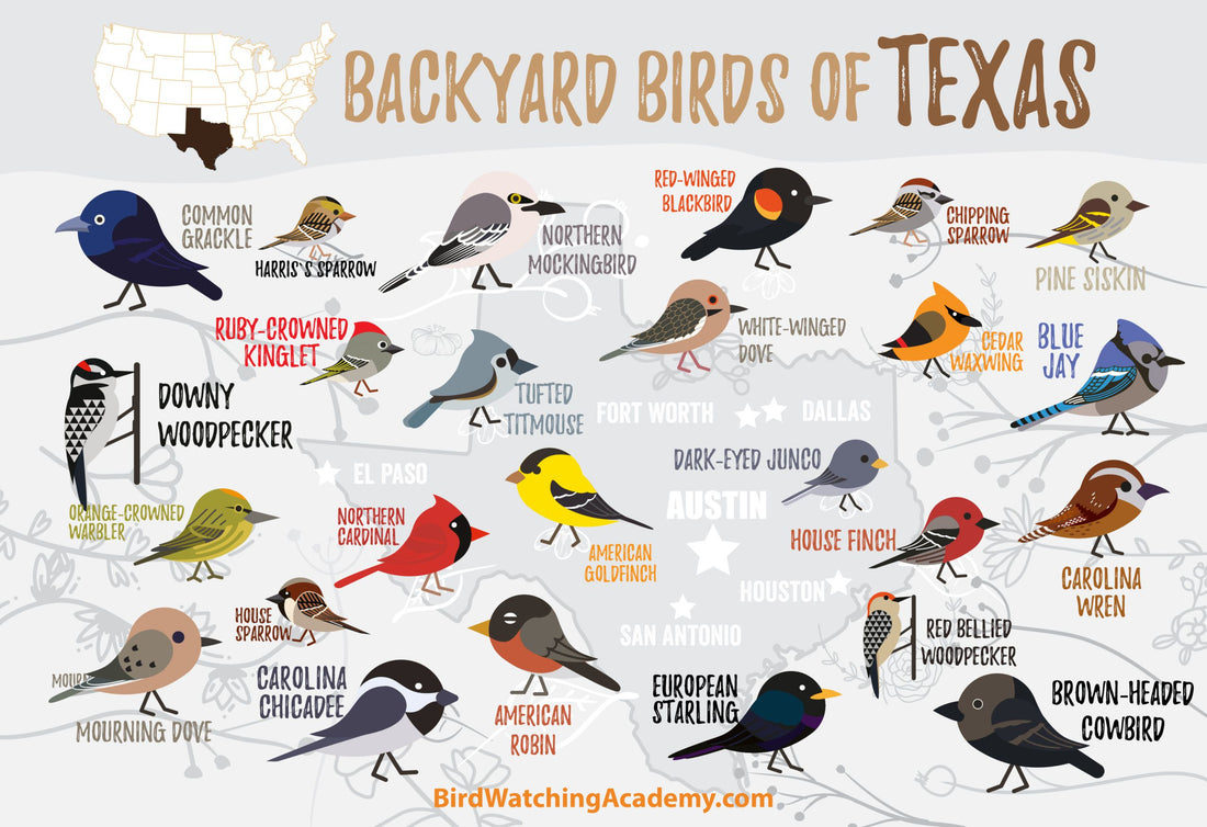Backyard Birds of Texas