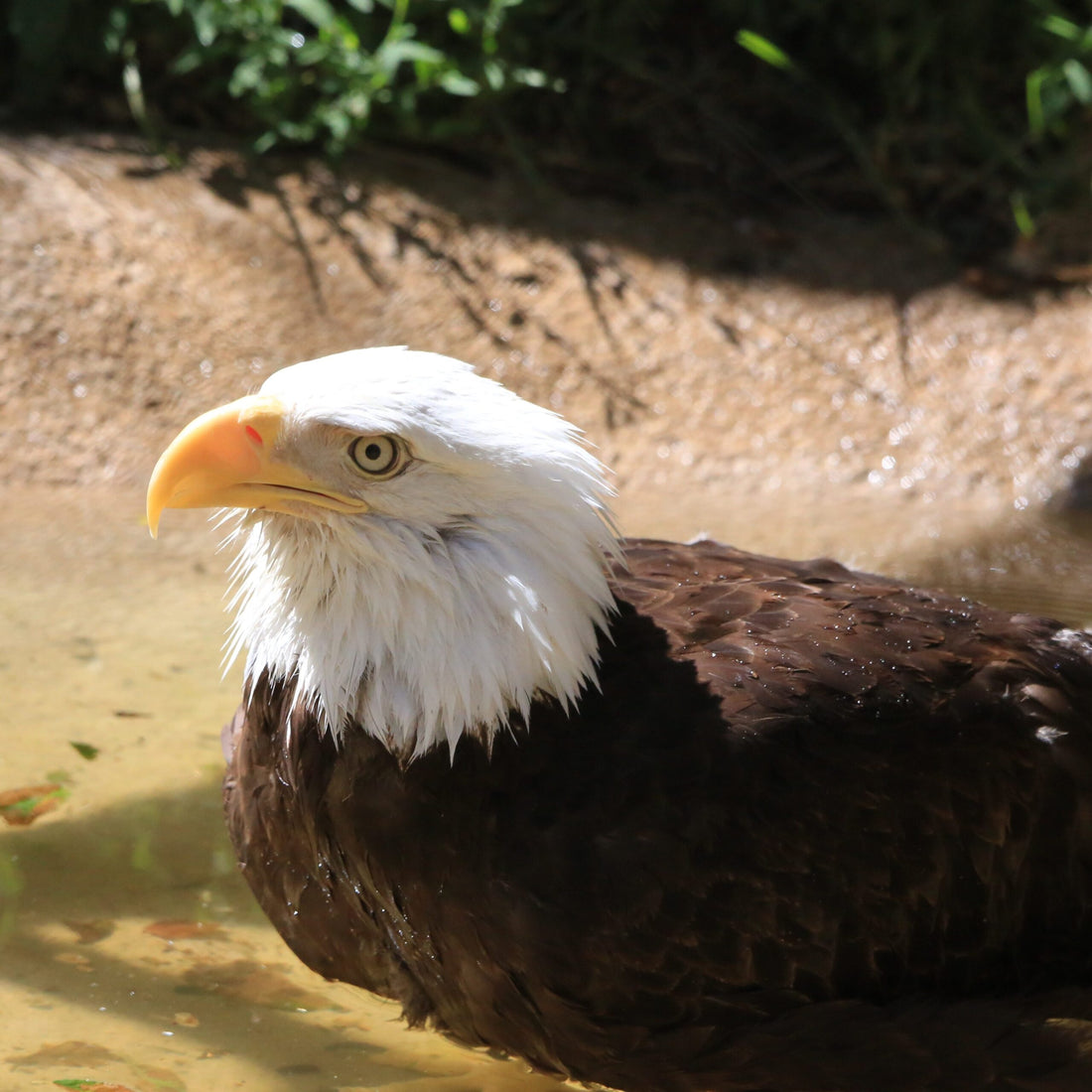 Bird Unit Lesson 12: Review Game