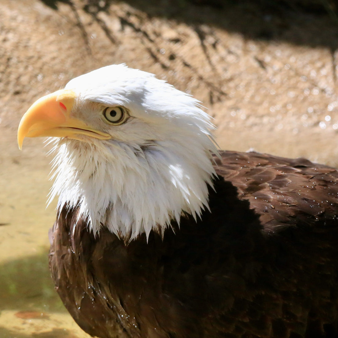 10 Amazing Facts About Bald Eagles