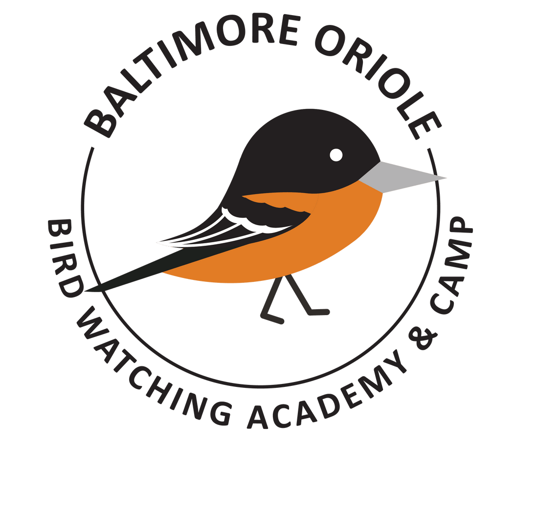 Baltimore Oriole