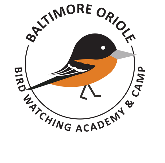 Baltimore Oriole