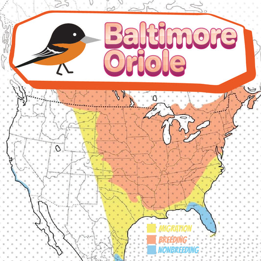 Baltimore Oriole Migration