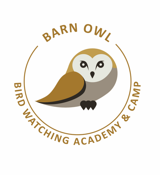 Barn Owl