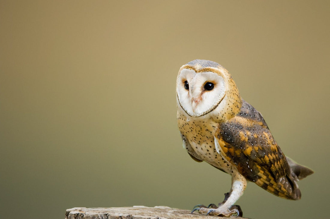 10 Amazing Facts About Barn Owls