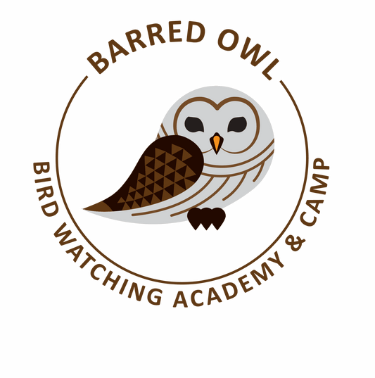 Barred Owl