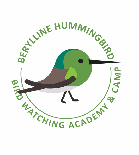 Berylline Hummingbird