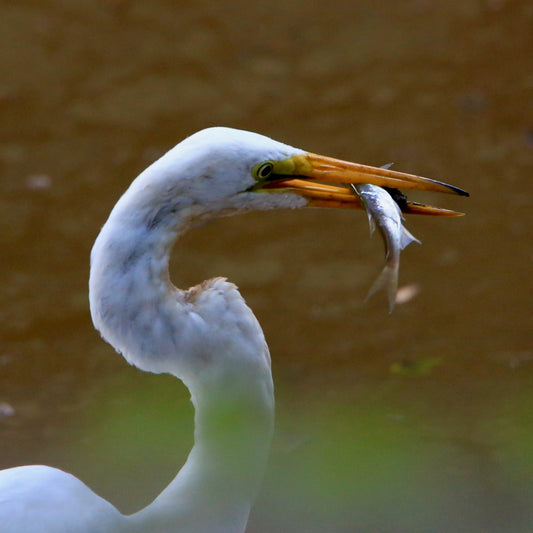 Bird Study Unit Lesson 5: Bird Beaks