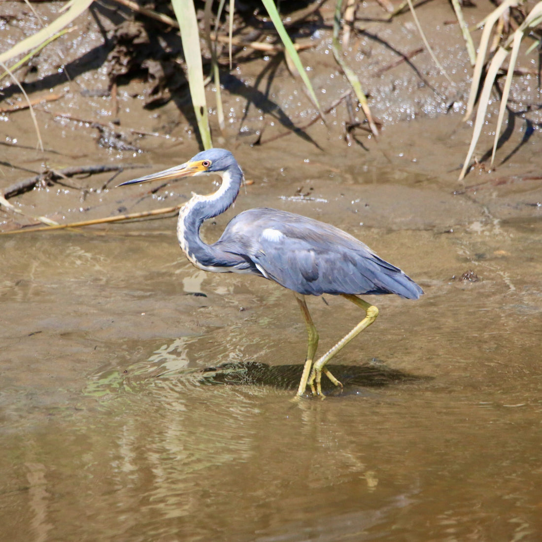 Bird Study Unit Lesson 2: Bird Bodies