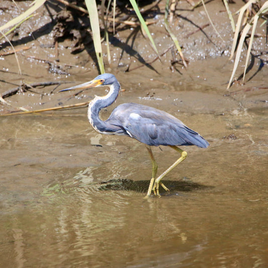 Bird Study Unit Lesson 2: Bird Bodies