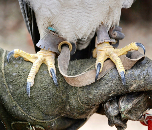 Bird Study Unit Lesson 4: Bird Feet