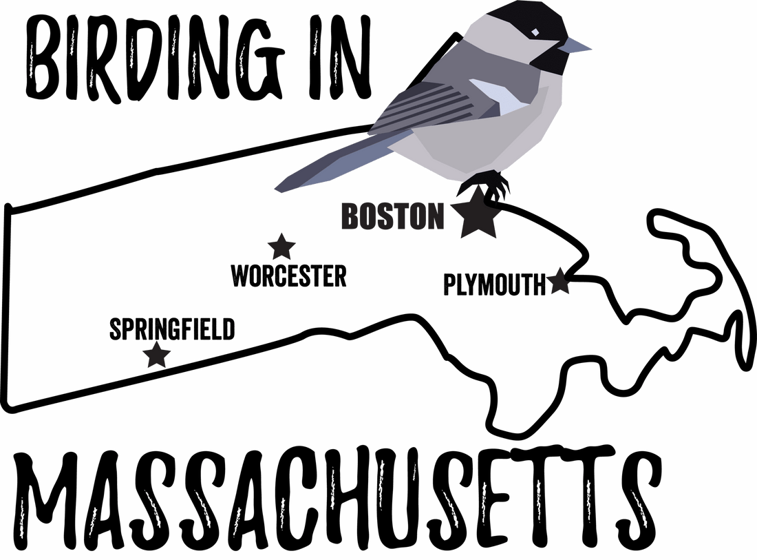 Birds in Massachusetts
