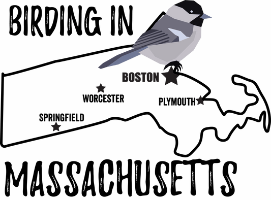 Birds in Massachusetts