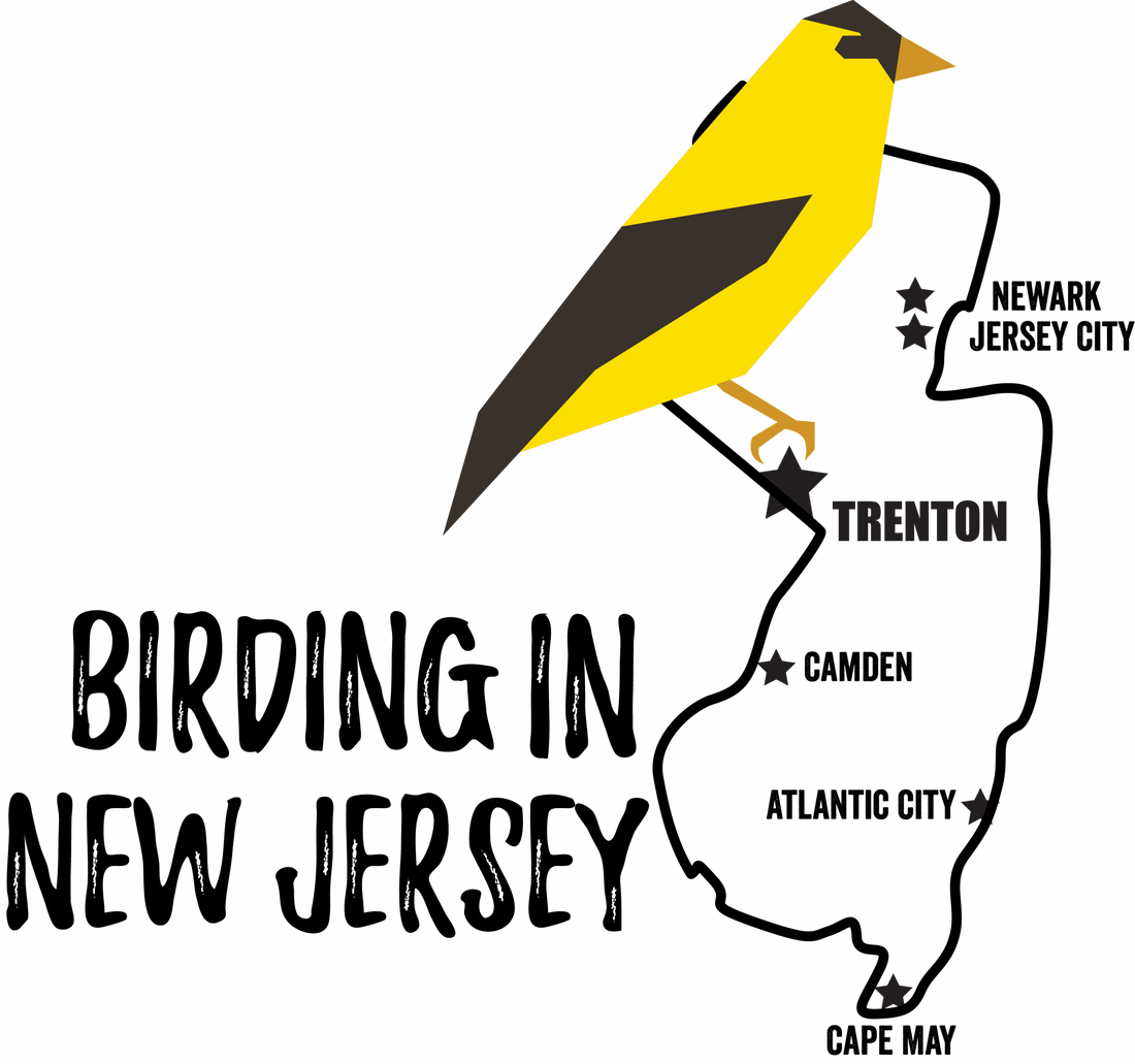 Birds in New Jersey