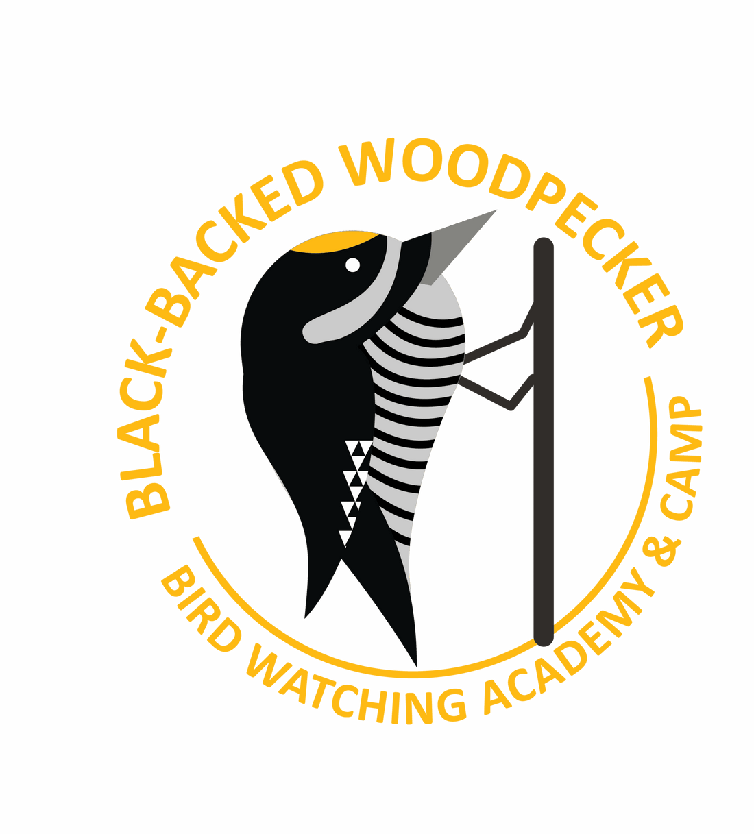 Black-backed Woodpecker