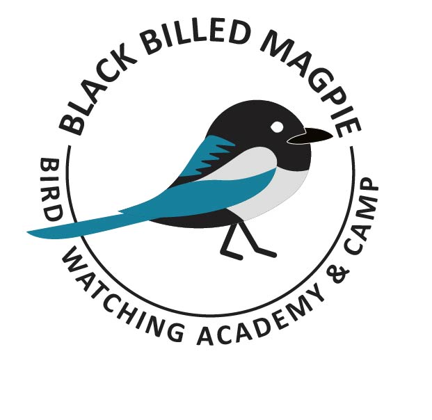 Black-billed Magpie