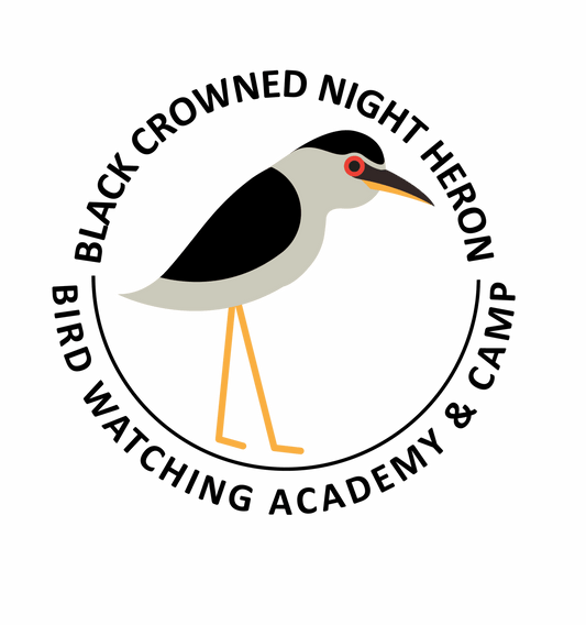 Black-crowned Night-Heron