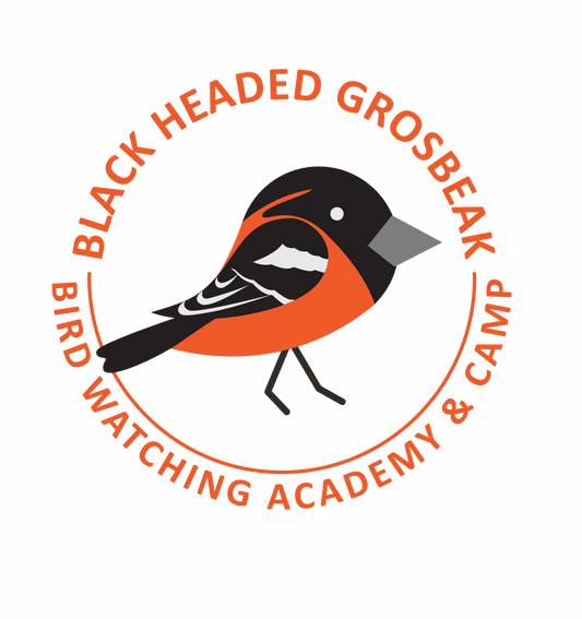 Black-headed Grosbeak
