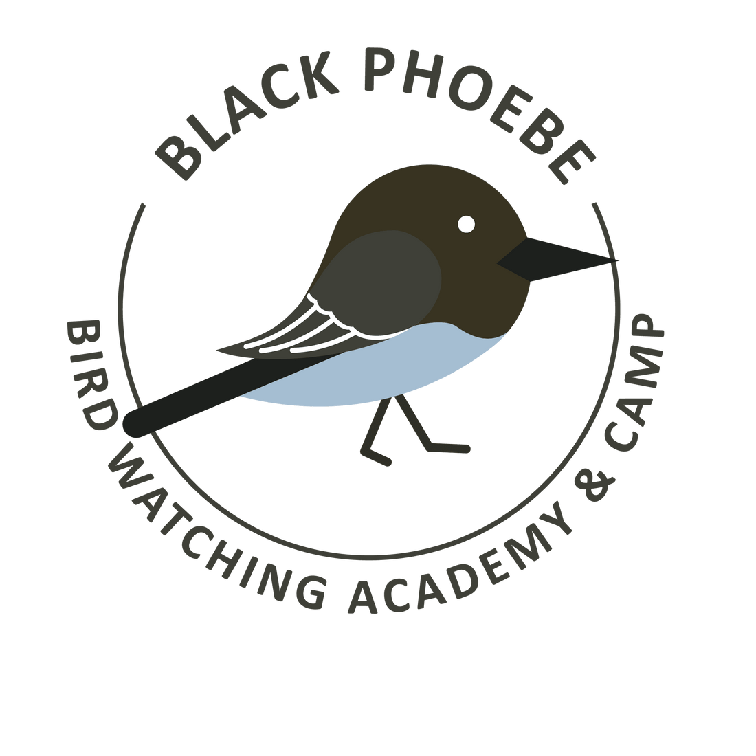 Black Phoebe