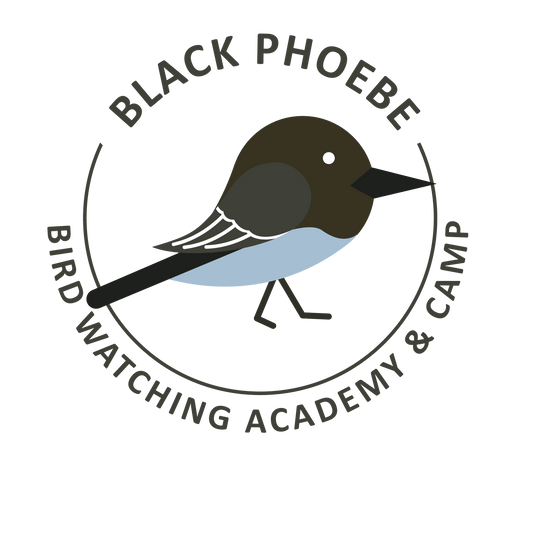 Black Phoebe