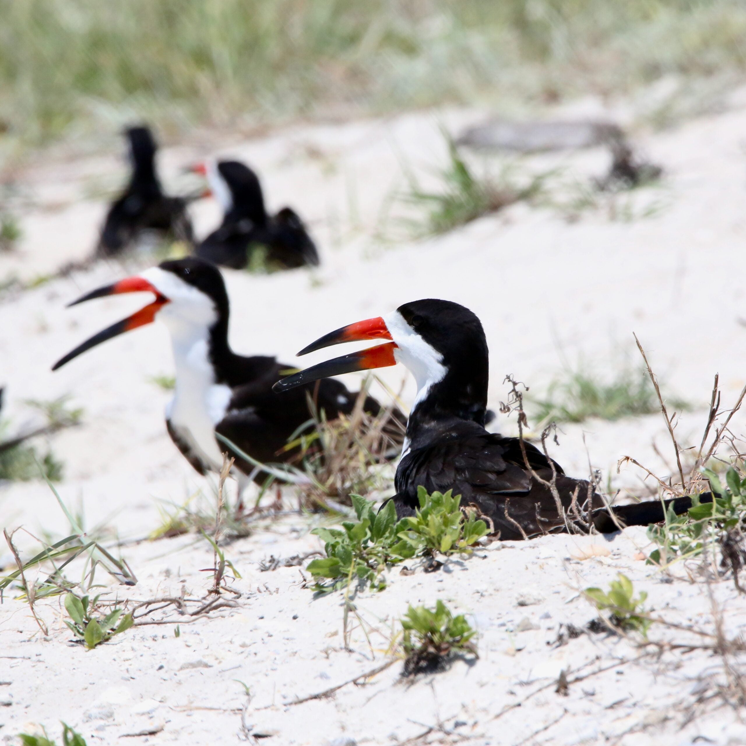 Bird Study Unit Lesson 11: Types of Birds – My Store