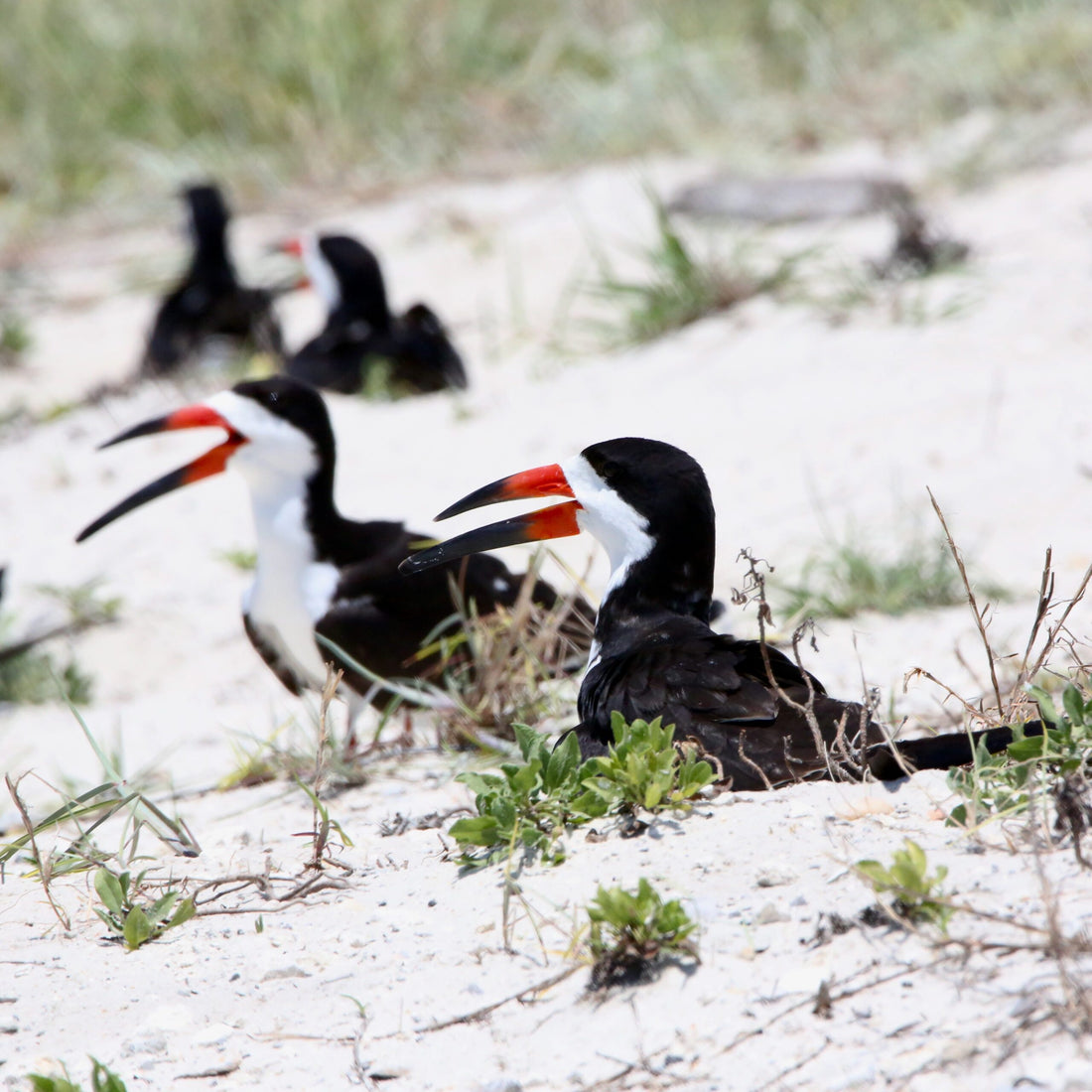 Bird Study Unit Lesson 11: Types of Birds