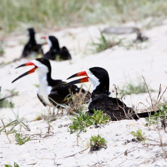 Bird Study Unit Lesson 11: Types of Birds