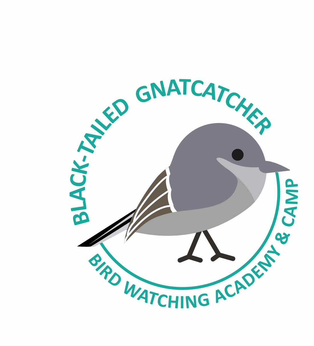 Black-tailed Gnatcatcher