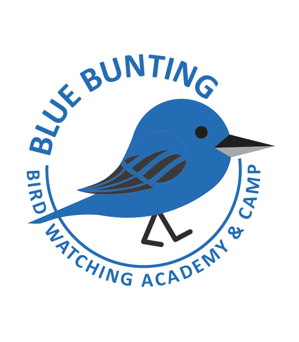 Blue Bunting